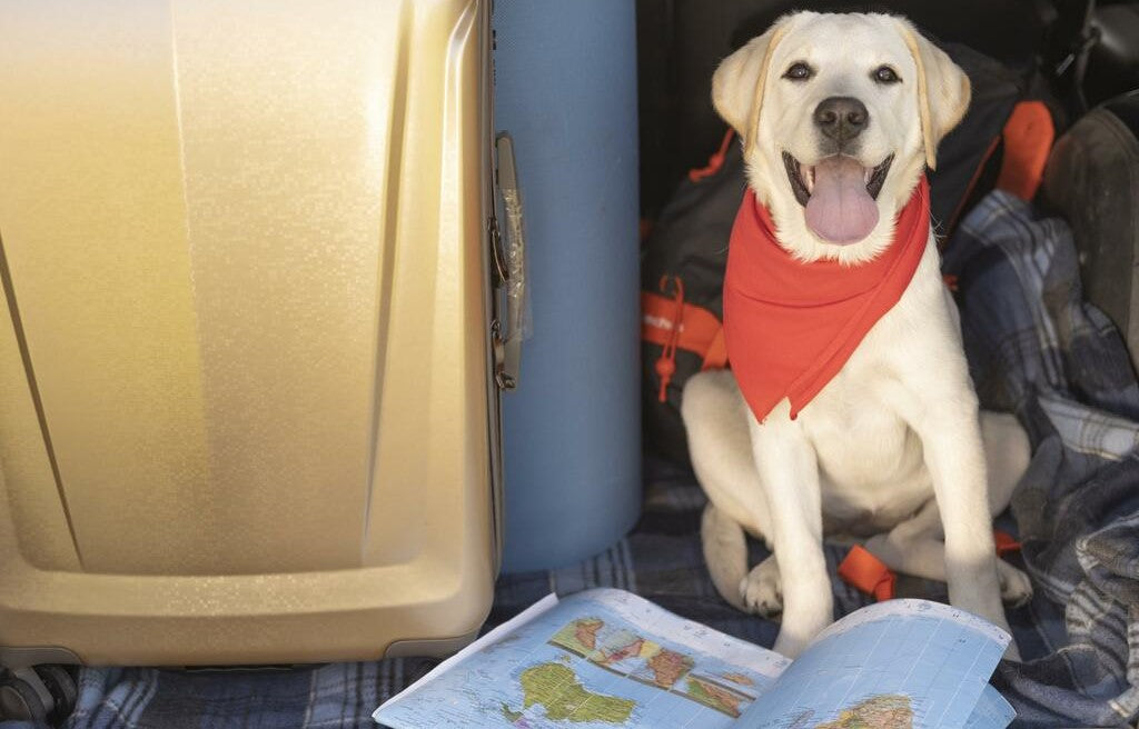 A Pet Owners Guide to Traveling with Pets in New Zealand