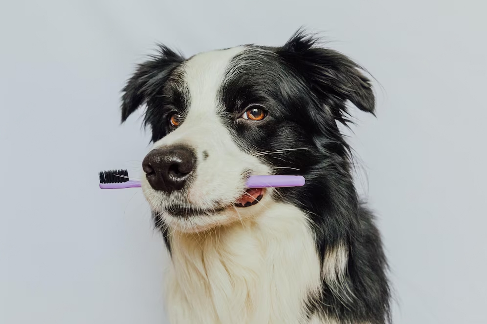 8 Top Tips for Brushing Your Pets Teeth at Home Your Pet PA NZ