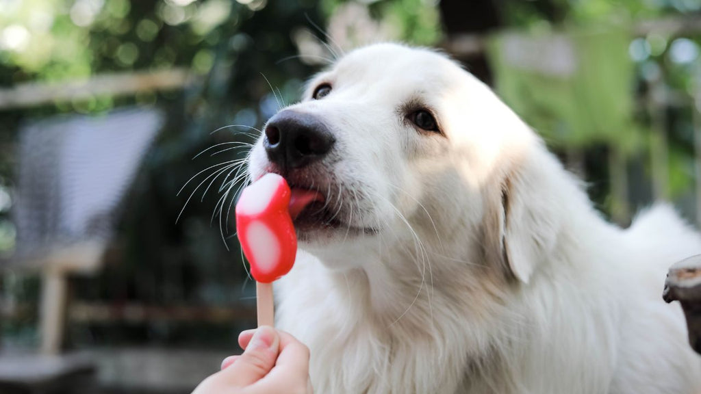 DIY Doggie Ice Treats for Hydration in Summer