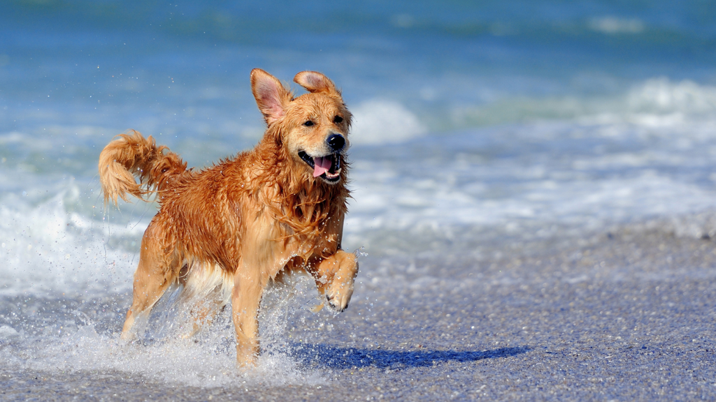 Golden retriever running in the beach 