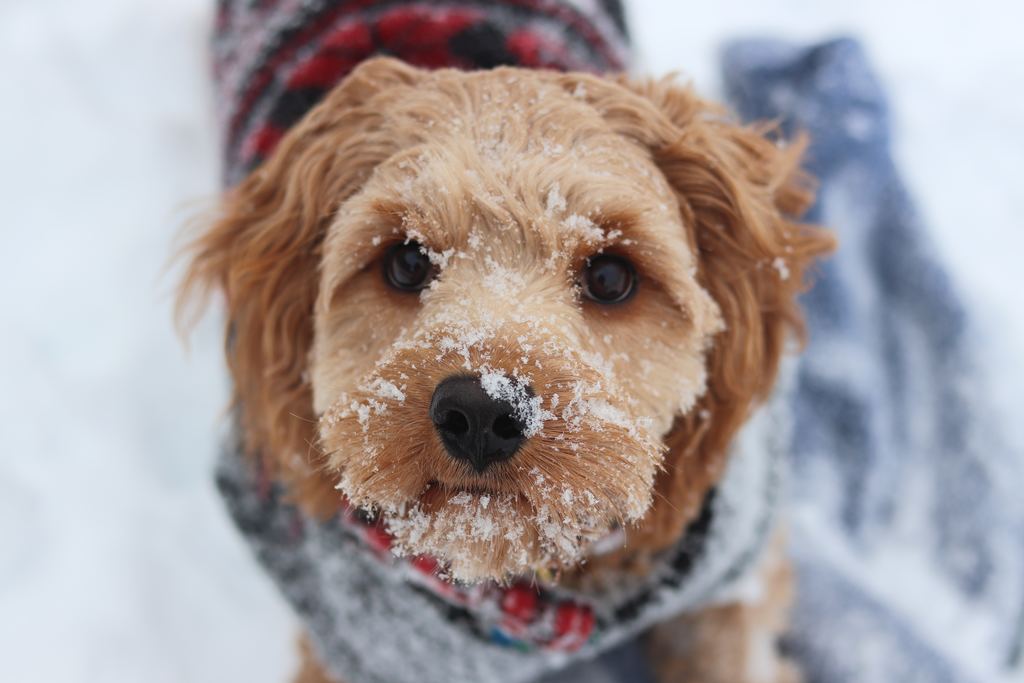 New Zealand Winter Guide for Pets: Keeping Your Furry Friends Cozy and Happy
