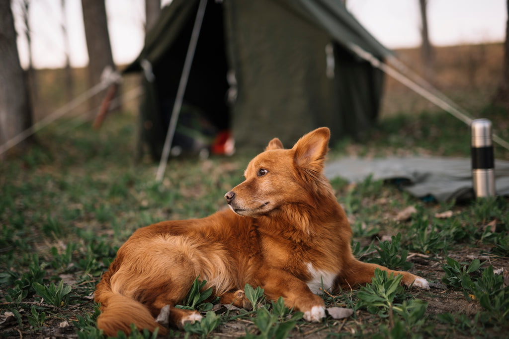 The Best Camping Experiences in New Zealand with Your Dog