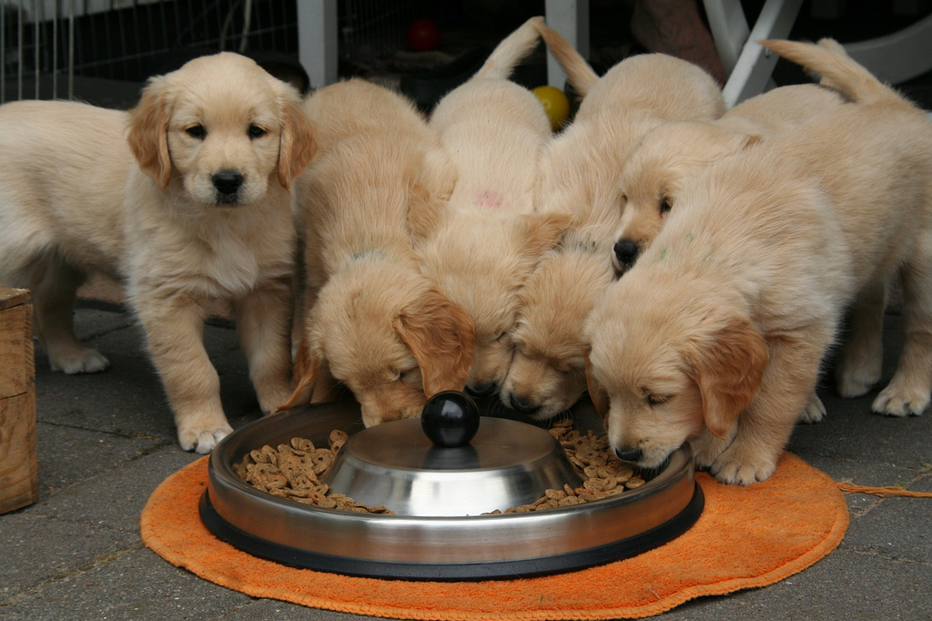 Puppies eating in one food bowl