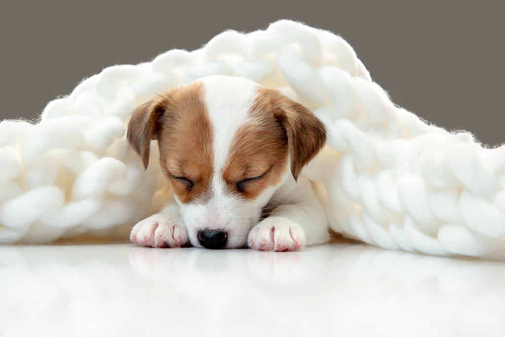 Puppy Guide: What To Know About Raising A Puppy