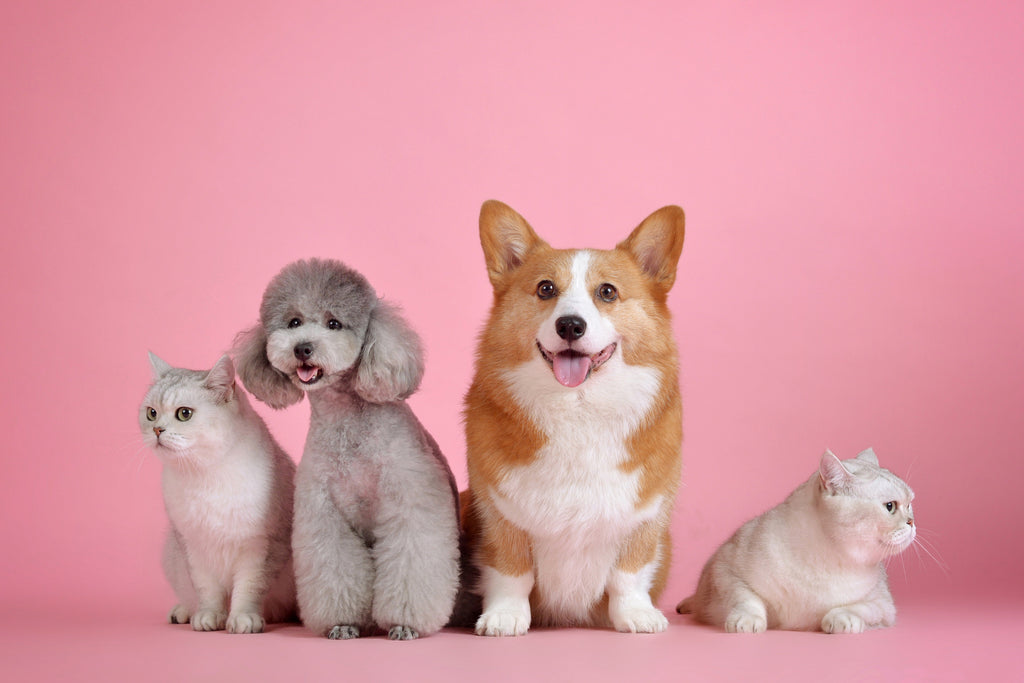 Best Family Dogs Breeds 