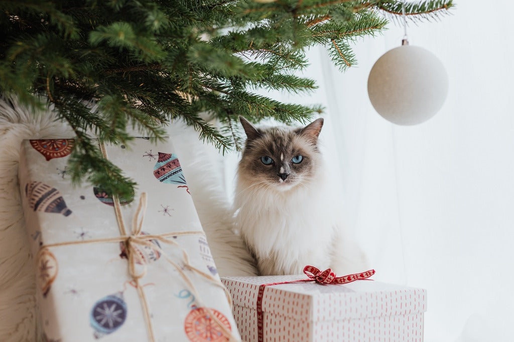 Top 10 Common Dangers for Pets at Christmas and How to Avoid Them