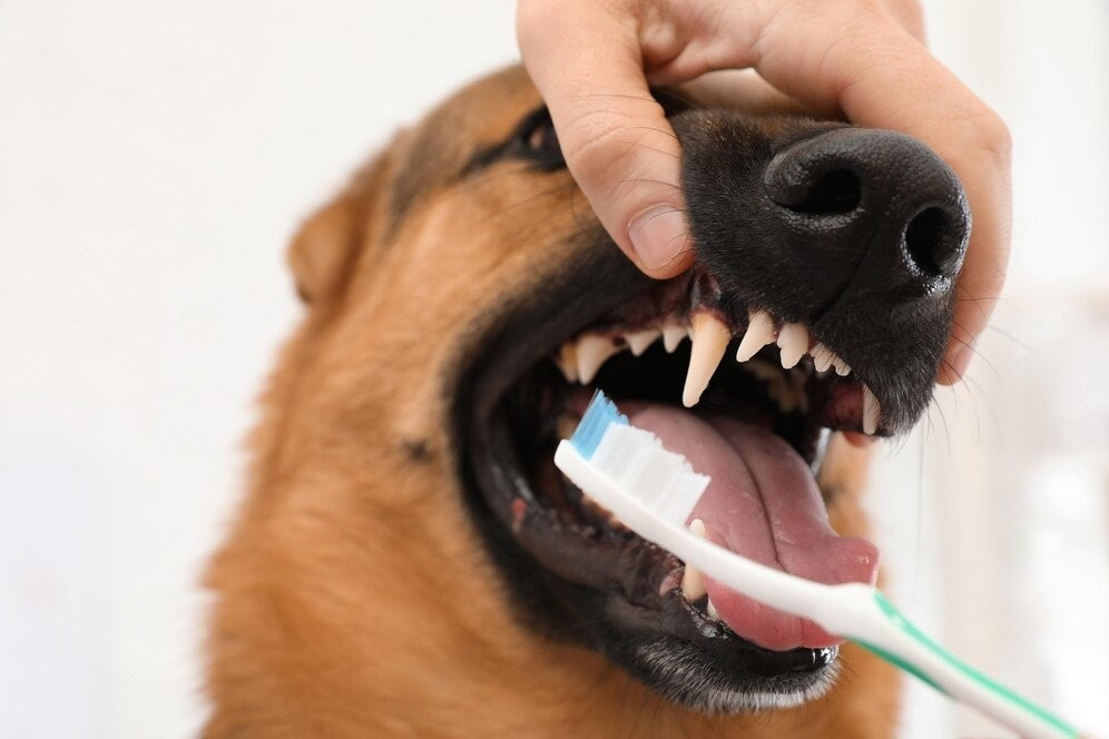 Tips to Prevent Dental Disease: A Guide to Your Pet's Dental Care at Home