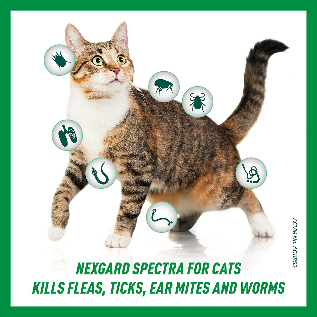 Nexgard flea and tick for cats hot sale