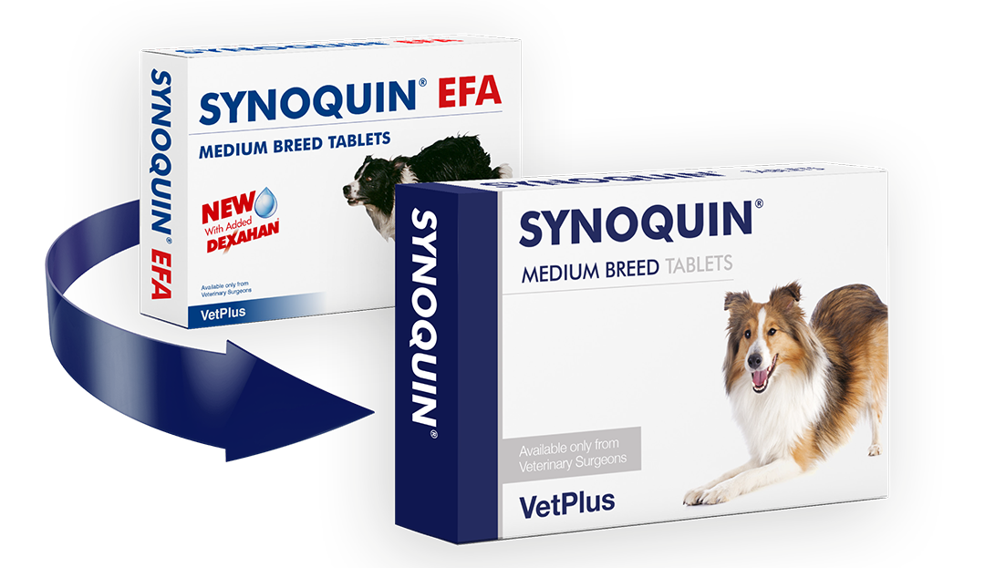Synoquin online for dogs